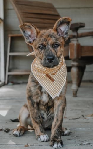 Lionet Paws Dog Bandana for Small Medium Large Dogs, Cat Dogs Kerchief Triangle - Image 3
