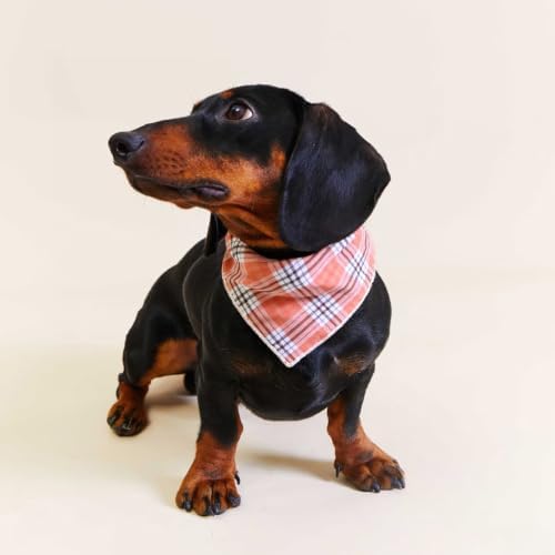 Double Layers Two Tones Dog Cotton Bandana Bibs Scarf DCB09 P&W - Image 2