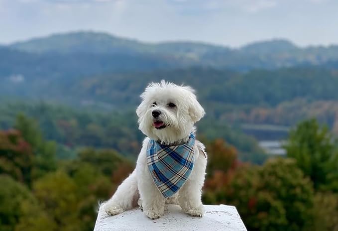 Lionet Paws Dog Bandana for Small Medium Large Dogs, Cat Kerchief Blue Plaid - Image 3