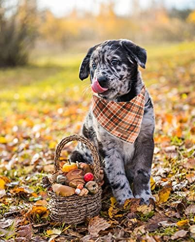 Lionet Paws Halloween Dog Bandana - Image 6