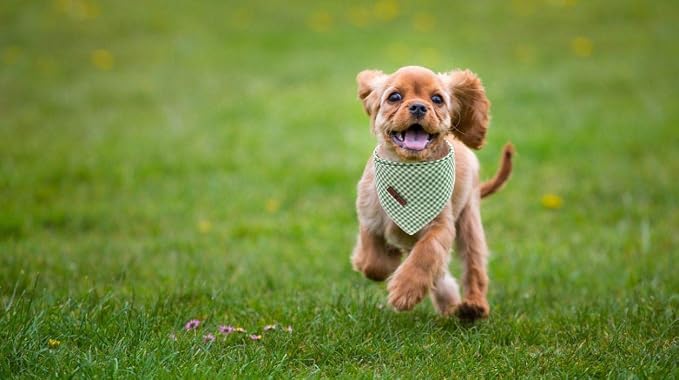 Lionet Paws Dog Bandana for Small Medium Large Dogs, Cat Dogs Kerchief Triangle - Image 4