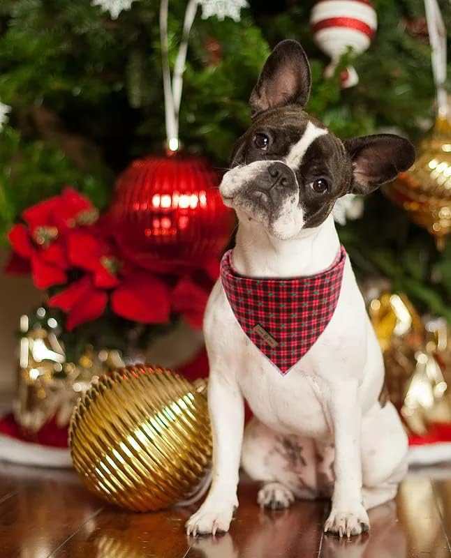 Lionet Paws Christmas Dog Bandana - Image 5