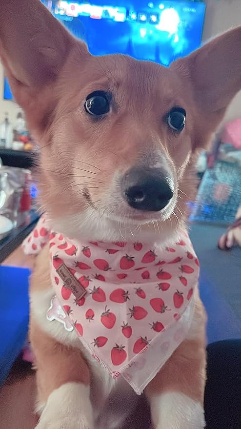 Lionet Paws Dog Bandana, Fabric Pink Dogs Kerchief - Image 2