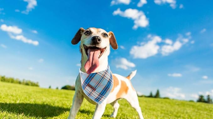 Lionet Paws Dog Bandana for Small Medium Large Dogs, Cat Kerchief Blue Plaid - Image 4