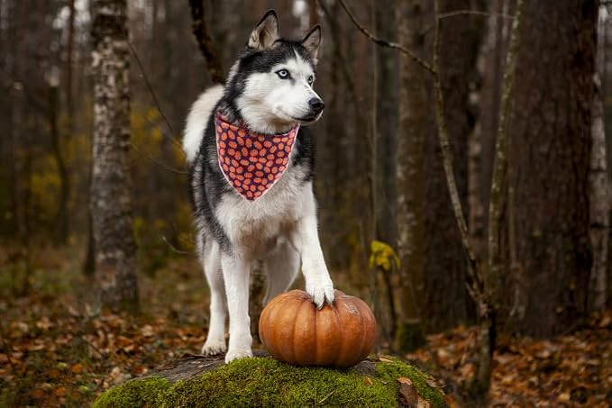 Lionet Paws Halloween Dog Bandana - Image 5