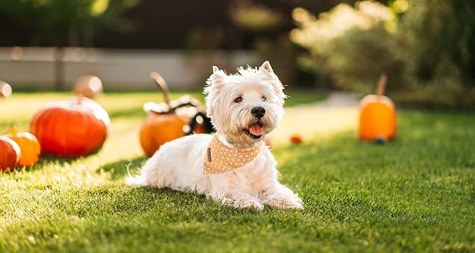 Lionet Paws Halloween Dog Bandana, Fabric Ghost Dogs Kerchief - Image 5